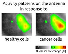 Images of activity patterns on an antenna in response to healthy cells and cancer cells