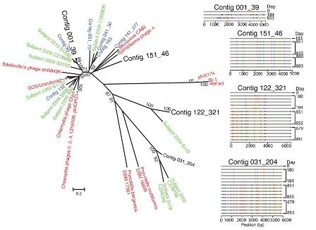 Phylogenetic tree of microphages detected in this and other studies.