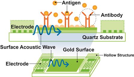 Diagram showing the biocapture process of the surface acoustic wave chips