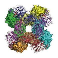 Quaternary structure of NAD+ synthetaseGln. 