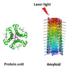 Drawing of a normal protein and an amyloid