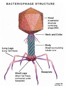 A bacteriophage