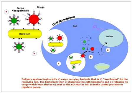 Diagram of bacteria delivering nanoparticles into cell. Source: Purdue University