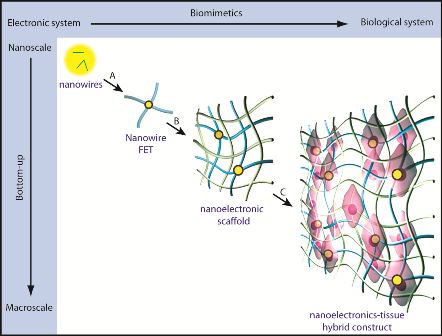 A schematic for integrating nanoelectronics with engineered tissue