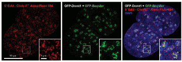 GFP booster