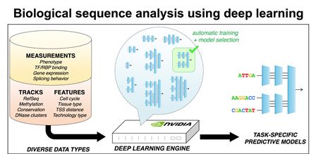 Biological sequence analysis using deep learning