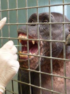 A cheeck swab being taken from a Chimpanzee