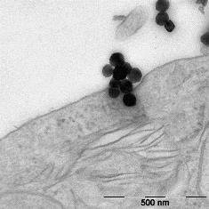 Iron oxide nanoparticles on the surface of a cell.