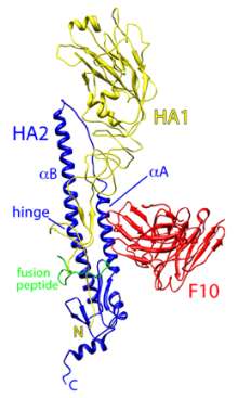A ribbon diagram of the H5 influenza virus surface protein