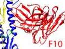 Diagram of an antibody binding to a flu virus surface protein