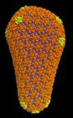 HIV protein shell