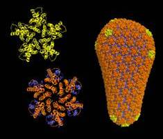 The new detailed description of the complete HIV capsid. 