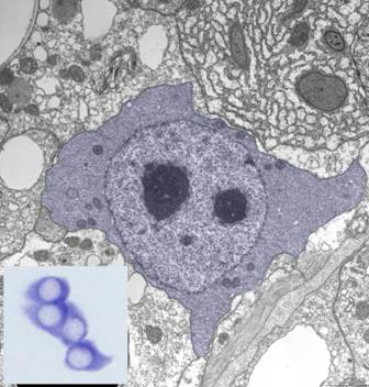 A stem cell of a metazoan