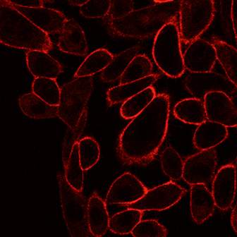 A fluorescent drug (in red) binding to an adenosine receptor on the surface of living cells