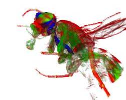 3D image of fruit fly