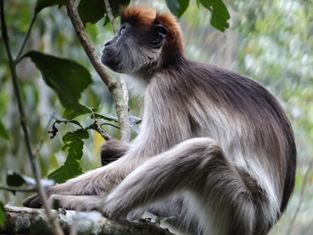 An endangered Red Colobus monkey in forest near Kibale, Uganda.