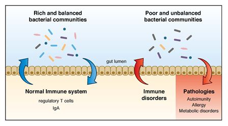 Diagram of the regulatory loop between 
host immune system and gut bacteria.