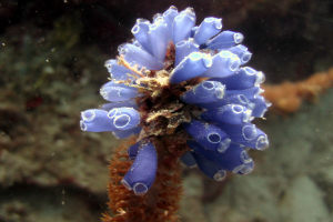 A tunicate