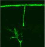Nerve regenerating towards a devered nerve